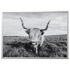 ІКЕА BJORKSTA БЬЙОРКСТА, 095.089.14 Картина з рамкою, цікава корова, 140х100 см